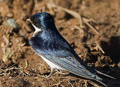 Pearl-breasted Swallow