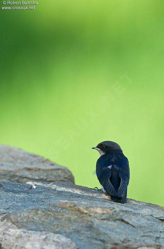 Hirondelle à longs brinsjuvénile