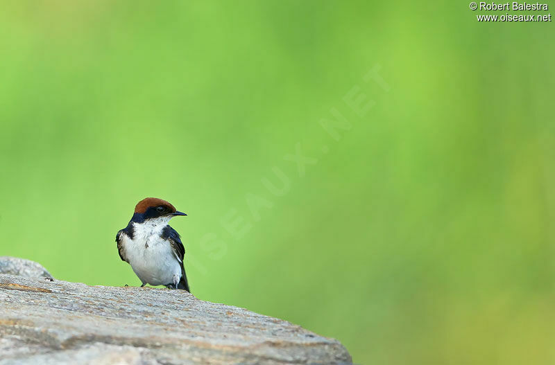 Wire-tailed Swallow