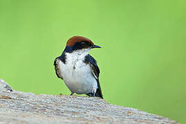 Wire-tailed Swallow