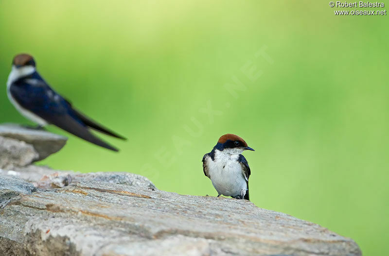 Hirondelle à longs brins