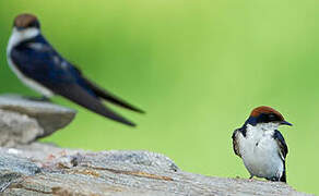 Wire-tailed Swallow