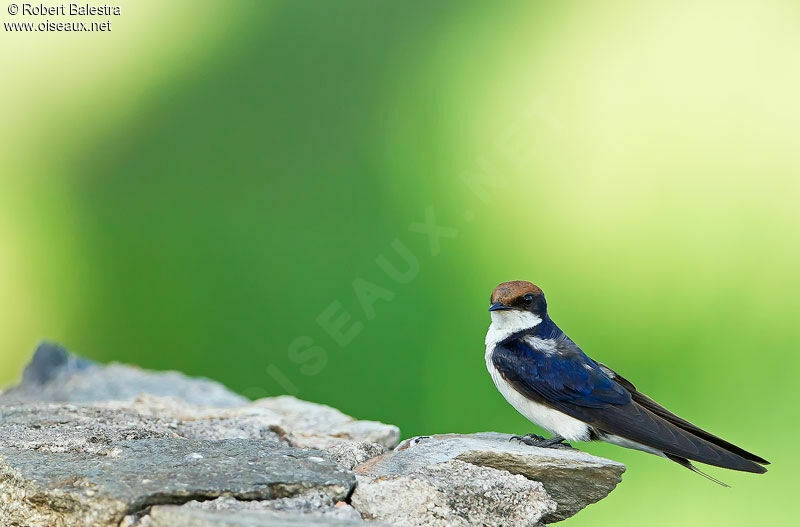 Wire-tailed Swallow