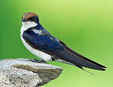 Wire-tailed Swallow