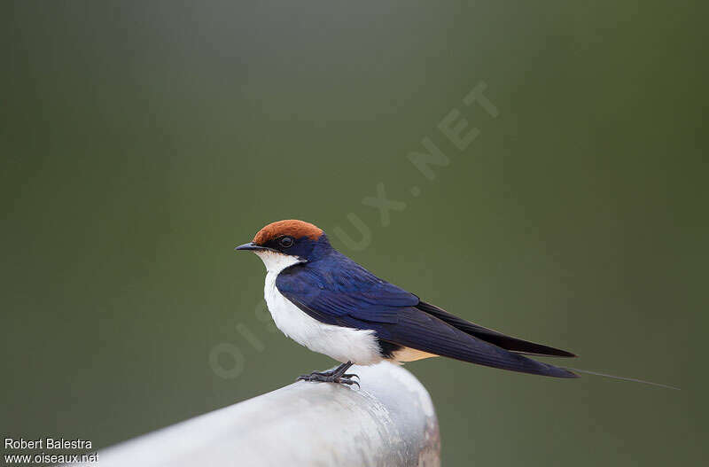 Wire-tailed Swallowadult