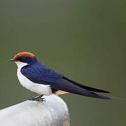 Wire-tailed Swallow