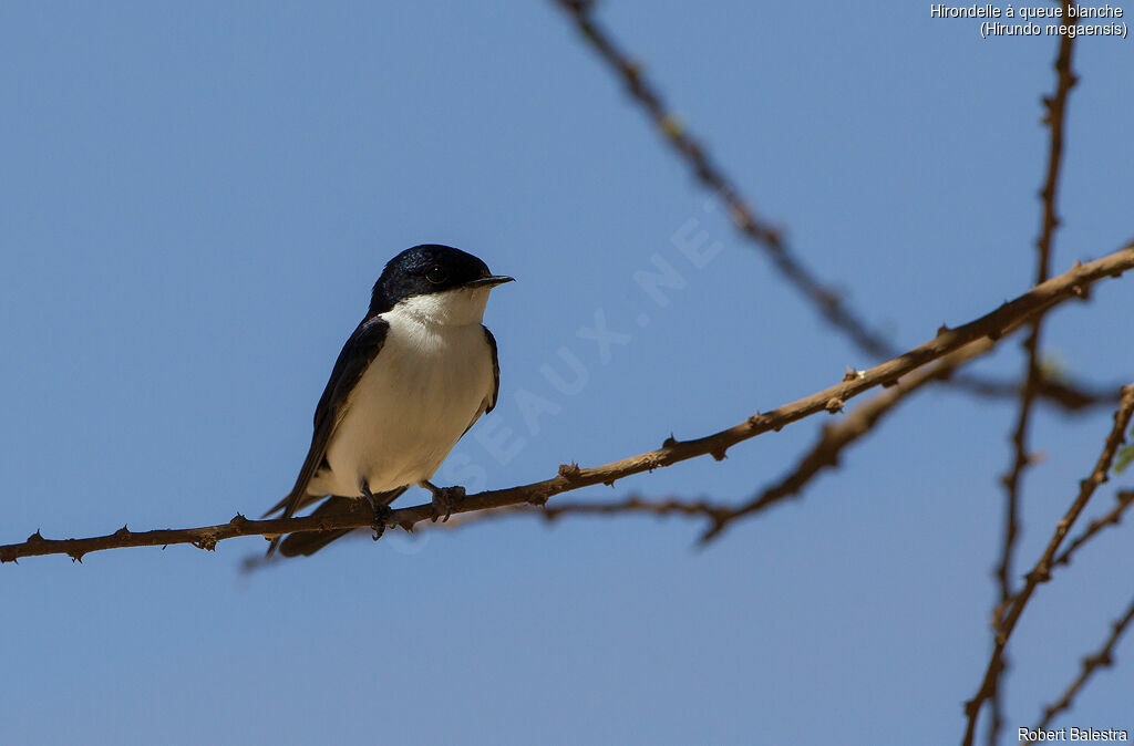 White-tailed Swallow