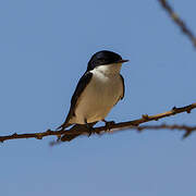 White-tailed Swallow