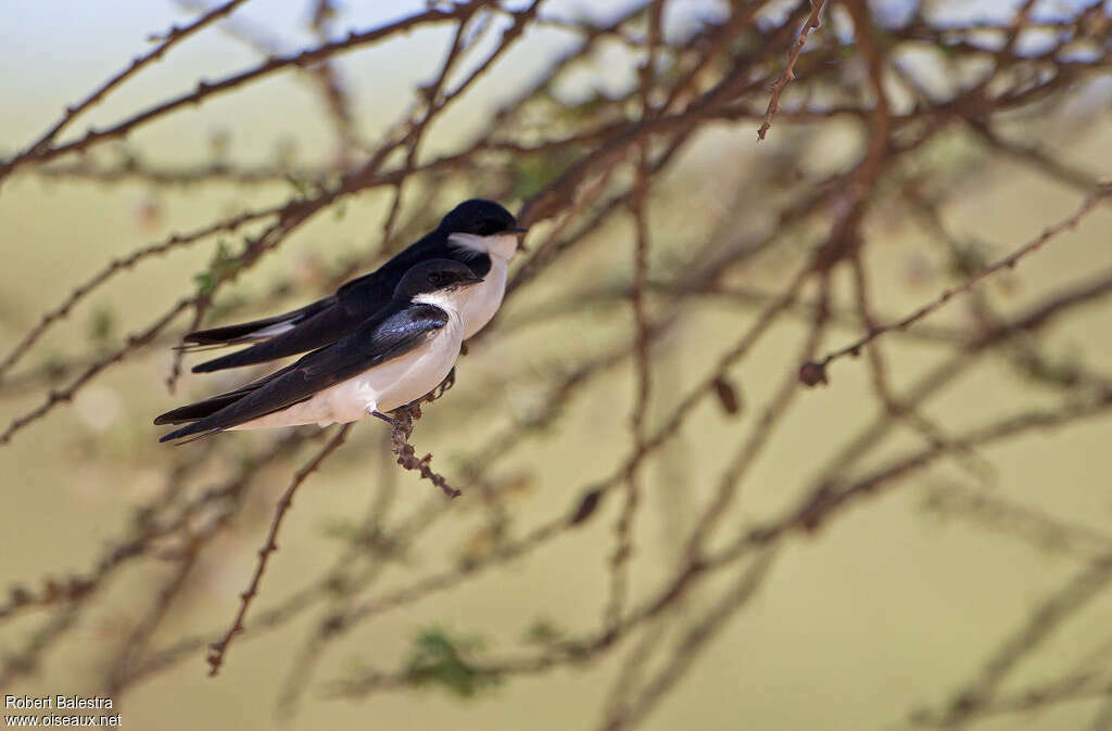 White-tailed Swallowadult