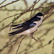 White-tailed Swallow