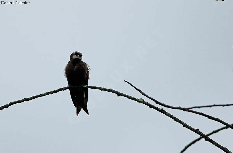 White-headed Saw-wing