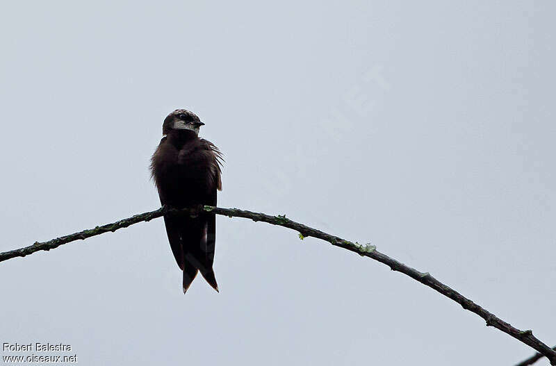 White-headed Saw-wing female adult, identification