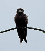 White-headed Saw-wing