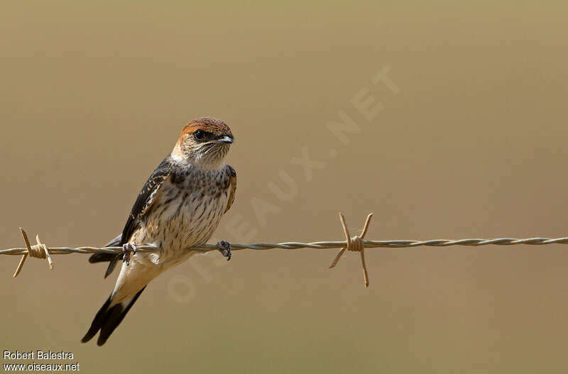 Greater Striped Swallowjuvenile, identification