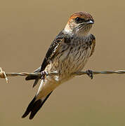 Greater Striped Swallow