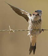 Greater Striped Swallow