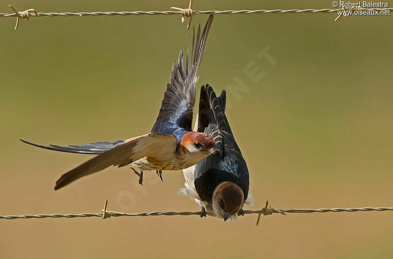 Greater Striped Swallow