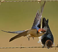 Greater Striped Swallow