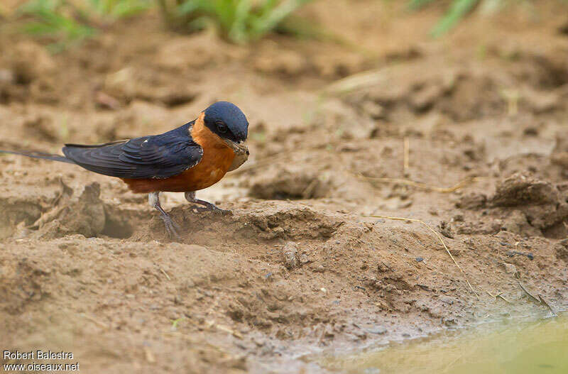 Red-breasted Swallowadult, Reproduction-nesting