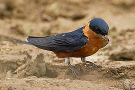 Red-breasted Swallow