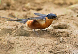 Red-breasted Swallow