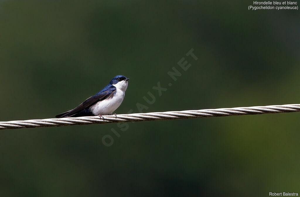 Blue-and-white Swallow