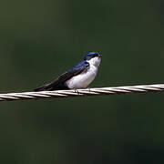 Blue-and-white Swallow