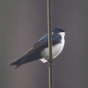 Blue-and-white Swallow