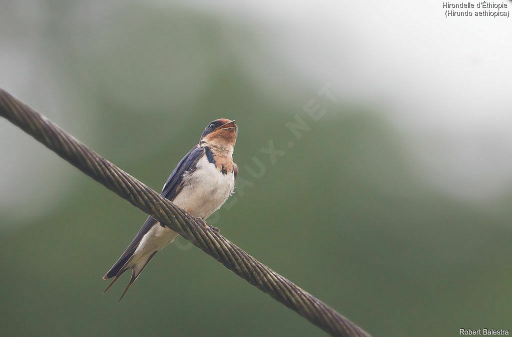 Ethiopian Swallow