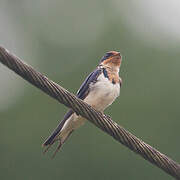 Ethiopian Swallow