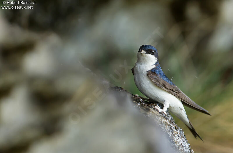 Western House Martin