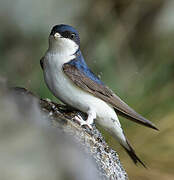 Western House Martin