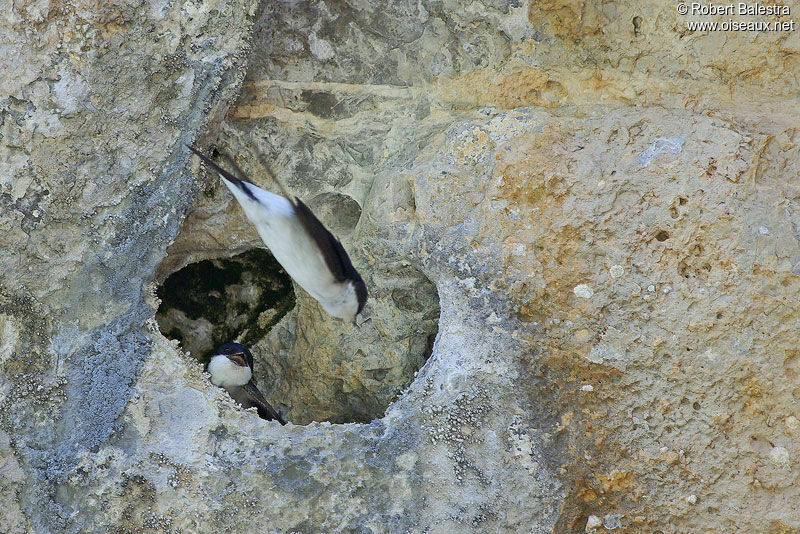 Western House Martin