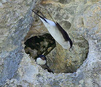 Common House Martin