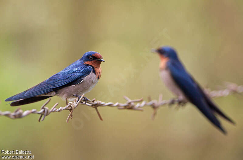 Angolan Swallow, identification