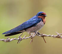 Hirondelle de l'Angola