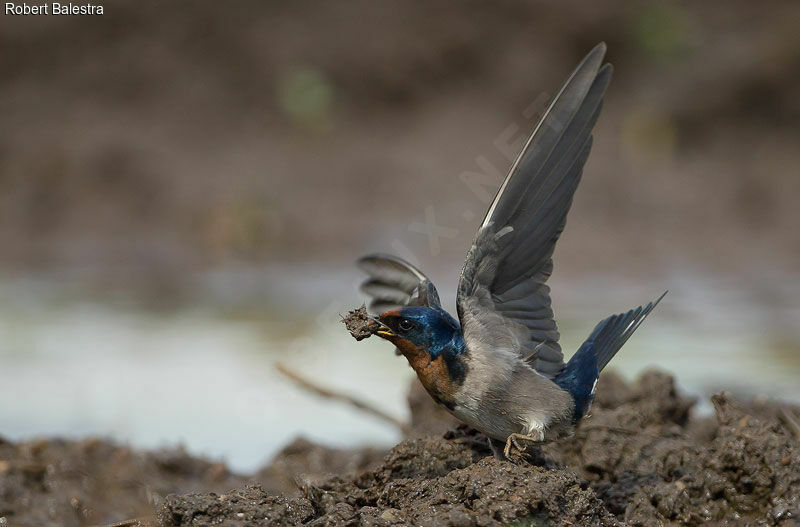 Angola Swallow