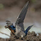 Hirondelle de l'Angola