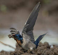 Angolan Swallow