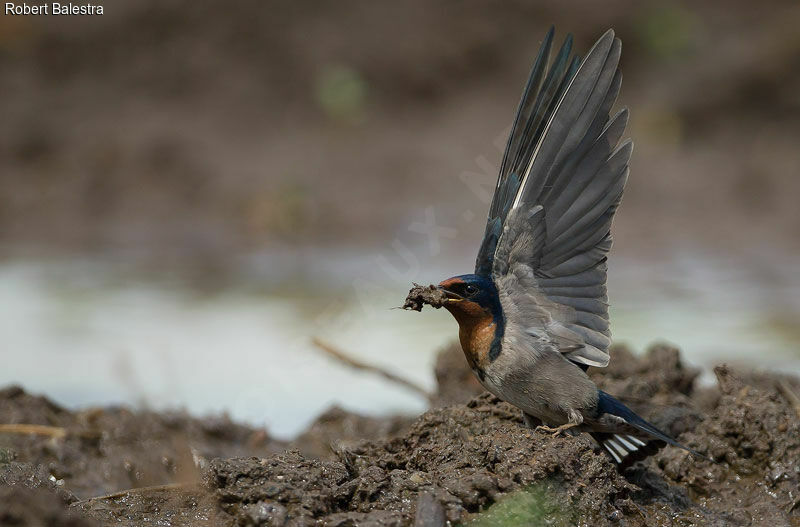 Angolan Swallow