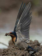 Angolan Swallow