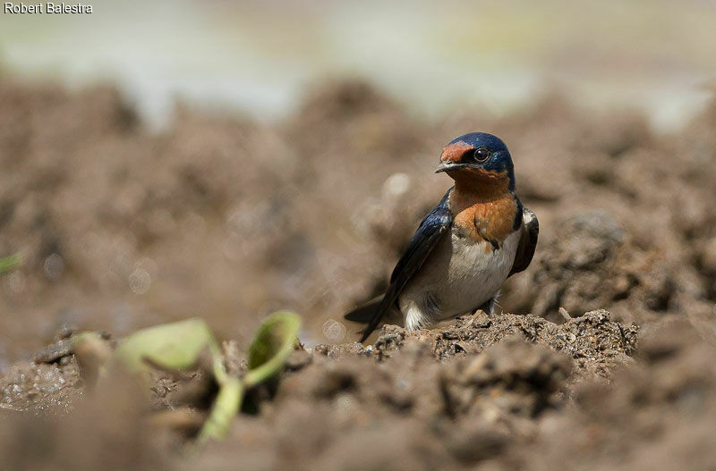 Angolan Swallow