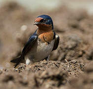 Angolan Swallow