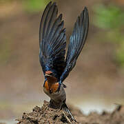 Angolan Swallow