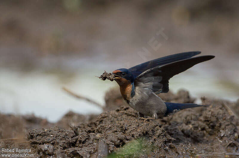 Angolan Swallow, Reproduction-nesting