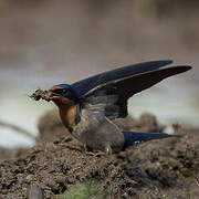 Angolan Swallow