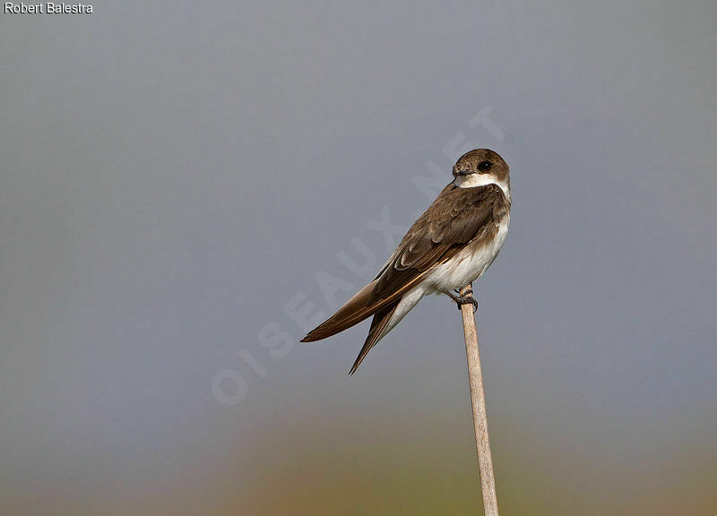 Sand Martin