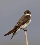 Sand Martin