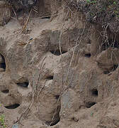 Sand Martin