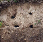 Sand Martin